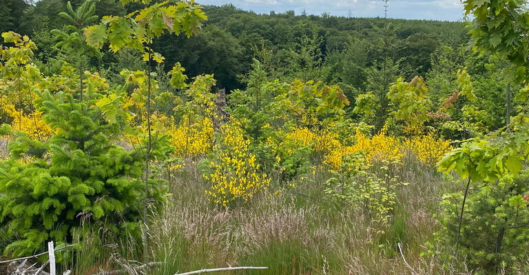 Foto SDW: Statt kleiner Setzlinge werden größere Jungbäume gepflanzt. Sie sind weniger anfällig für Wildverbiss und kommen mit trockenen Phasen besser zurecht.