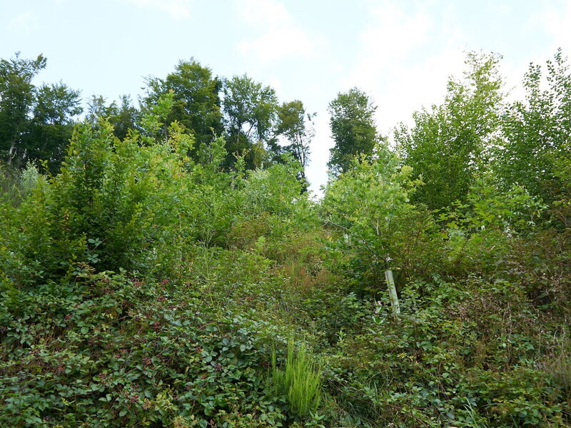 Waldhang mit verschiedenen Baumarten 4 Jahre nach der Bepflanzung