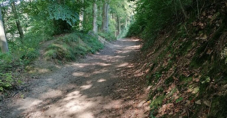 Wanderweg im Wald Bäume rechts und links des Weges