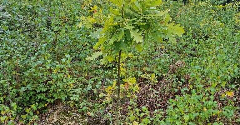 gepflanzter Jungbaum Stieleiche überragt andere Bäume und Büsche aus der Naturverjüngung