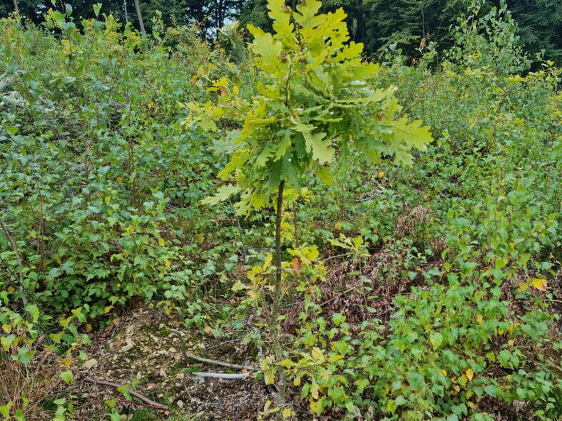 gepflanzter Jungbaum Stieleiche überragt andere Bäume und Büsche aus der Naturverjüngung