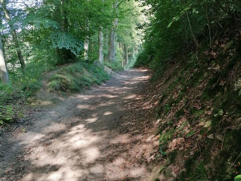 Wanderweg im Wald Bäume rechts und links des Weges