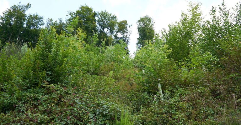 Waldhang mit verschiedenen Baumarten 4 Jahre nach der Bepflanzung