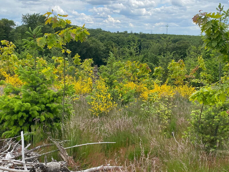 Foto SDW: Statt kleiner Setzlinge werden größere Jungbäume gepflanzt. Sie sind weniger anfällig für Wildverbiss und kommen mit trockenen Phasen besser zurecht.